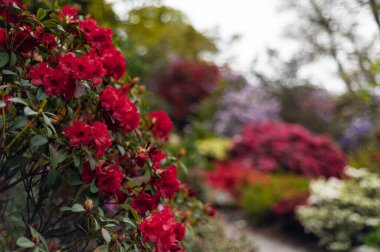 Baharda çiçek açan ağaçlarla dolu bir bahçe