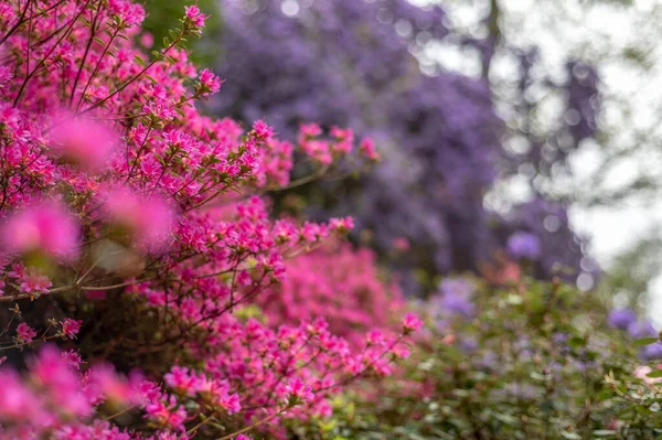 Весной сад с цветущими деревьями — стоковое фото