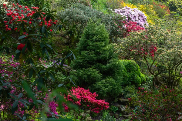Baharda çiçek açan ağaçlarla dolu bir bahçe