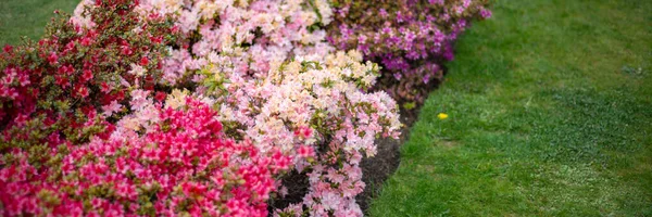 Tuin met bloeiende bomen in de lente — Stockfoto