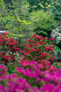 Baharda çiçek açan ağaçlarla dolu bir bahçe