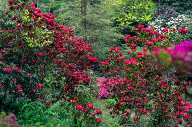 Baharda çiçek açan ağaçlarla dolu bir bahçe