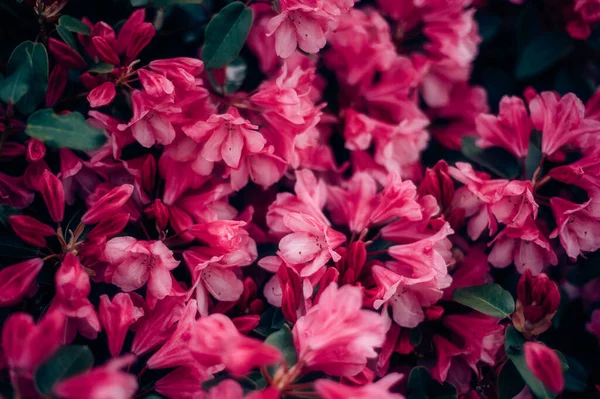 Trädgård med blommande träd under våren — Stockfoto