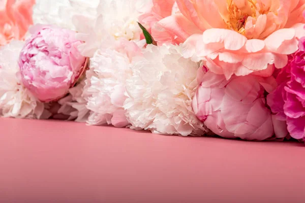 Изобилие Свежий Букет Пионов Различных Розовых Цветов Розовом Фоне Концепция — стоковое фото