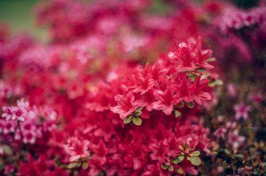 Baharda çiçek açan ağaçlar ve çalılarla güzel bir bahçe, Galler, İngiltere, ilkbaharın başlarında açan açelya çalıları