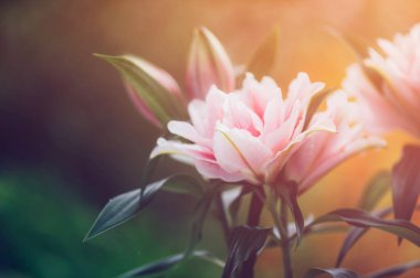 Bahçede yeşil arka planda polensiz çift zambak