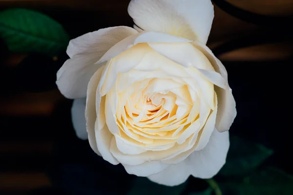 Close Beautiful English Climbing White Rose Garden Cupped Pale Lemon — Stock Photo, Image