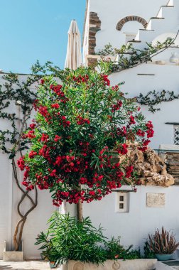 Pyrgos, Tinos, Greece: July 13, 2022: Details and streets of village of Pyrgos with Cycladic houses and the Bougainvillea flowers tree on Tinos island, Cyclades, Greece