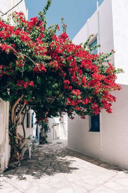 Bougainvillea flowers tree in Greece near traditional Cycladic houses