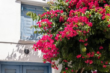 Bougainvillea flowers tree in Greece near traditional Cycladic houses