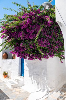 Bougainvillea flowers tree in Greece near traditional Cycladic houses