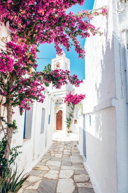 Streets of village of Pyrgos with Cycladic houses and the Bougainvillea flowers tree on Tinos island, Cyclades, Greece