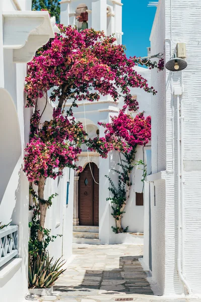 Streets Village Pyrgos Cycladic Houses Bougainvillea Flowers Tree Tinos Island — стокове фото
