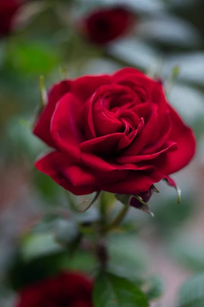 Gros Plan Belles Roses Jardin Rouges Classiques — Photo