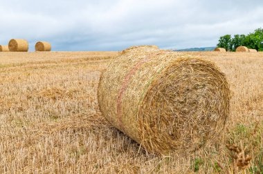 Freshly made hay rolls or bales in field during harvest season in cloudy day