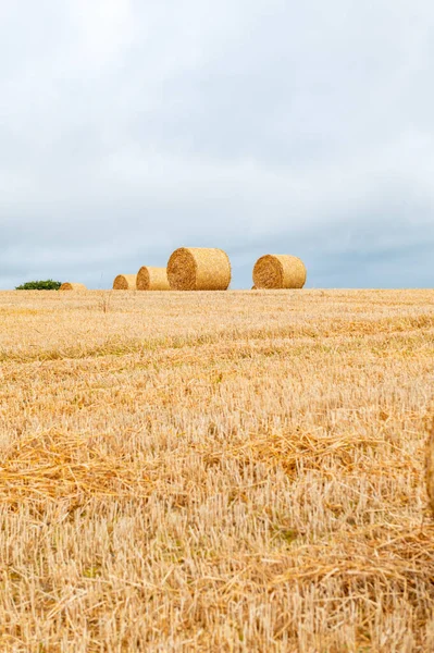 Freshly made hay rolls or bales in field during harvest season in cloudy day