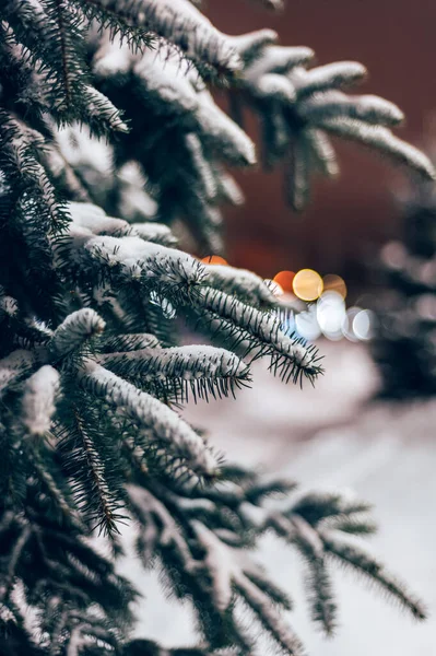 Різдвяний Новорічний Час Справжні Соснові Дерева Справжнім Снігом Розмитий Фон — стокове фото