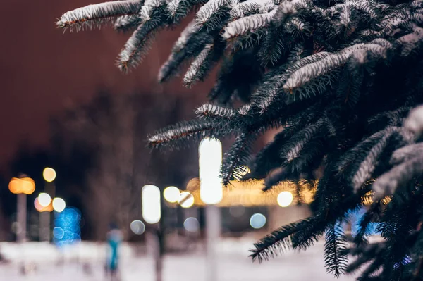 Christmas New Year Time Real Pine Trees Real Snow Blurred — 图库照片