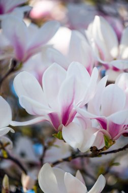 İngiliz Bahçesi 'nde bahar zamanı çiçek açan güzel açık pembe manolya ağacı. Bahar çiçeği arkaplanı