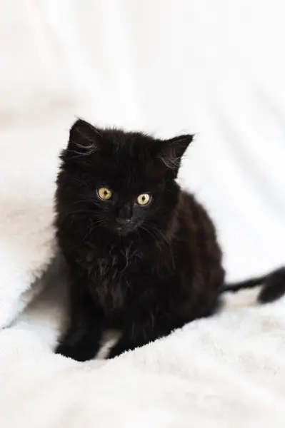 可爱的小黑猫坐在毛皮白毛毯上 猫的眼睛是圆黄色的 — 图库照片