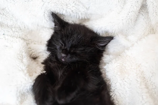 Söt Liten Svart Kattunge Sover Rygg Och Lurvig Vit Filt — Stockfoto