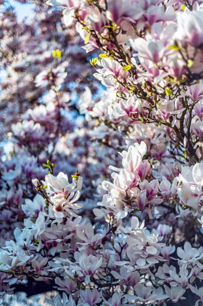 Piękne Jasnoróżowe Drzewo Magnolii Kwitnącymi Kwiatami Wiosną English Garden Wiosenne — Zdjęcie stockowe