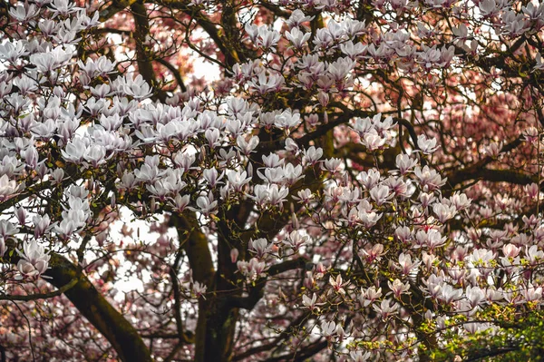 Hermoso Árbol Magnolia Rosa Claro Con Flores Flor Durante Primavera — Foto de Stock