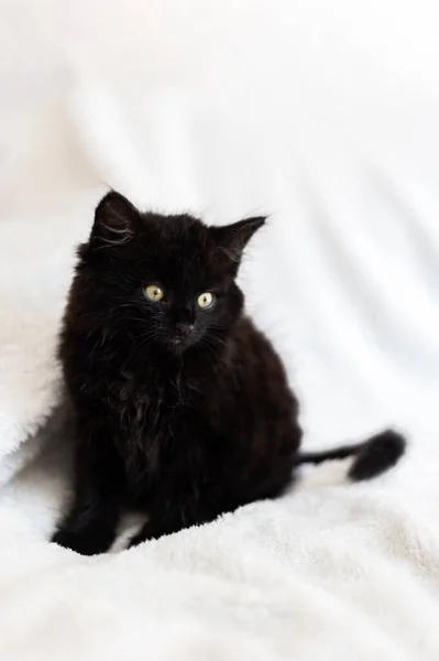 Cute Little Black Kitten Sits Fur White Blanket Kitten Has — Stock Photo, Image