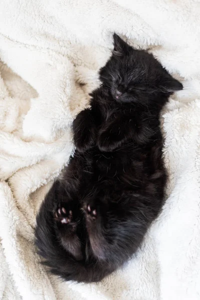 Aranyos Kis Fekete Cica Alszik Hátán Szőrös Fehér Takaró Sekély — Stock Fotó