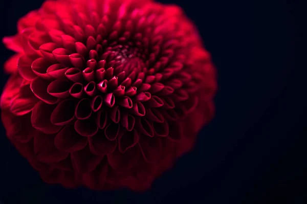 Όμορφα Λουλούδια Ντάλια Μονόκλινο Λουλούδι Κεφάλι Πυροβόλησε Μαύρο Φόντο Φθινόπωρο — Φωτογραφία Αρχείου
