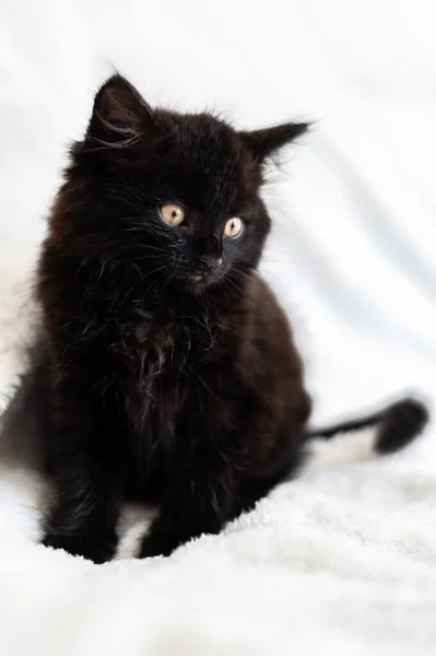 可爱的小黑猫坐在毛皮白毛毯上 小猫有圆形的黄色眼睛 浅色的Dof 有选择的焦点 — 图库照片
