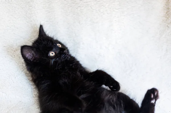 可爱的小黑猫坐在毛皮白毛毯上 小猫有圆形的黄色眼睛 浅色的Dof 有选择的焦点 — 图库照片