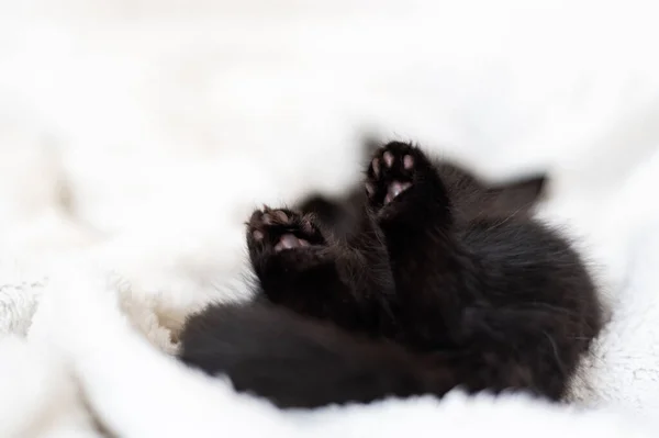 Roztomilé Malé Černé Kotě Spí Zádech Chlupaté Bílé Přikrývce Mělké — Stock fotografie