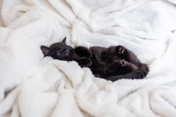 Cute Little Black Kitten Sleeps Its Back Furry White Blanket — Stock Photo, Image