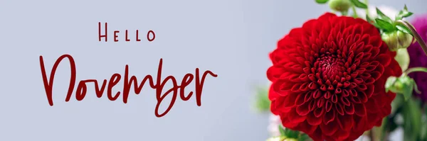 Hallo November Sms Mooie Bos Van Dahlia Bloemen Roze Achtergrond — Stockfoto