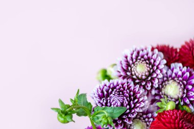 Pembe arka planda bir demet yıldız çiçeği, sonbahar bahçesi çiçekleri, kopyalama alanı