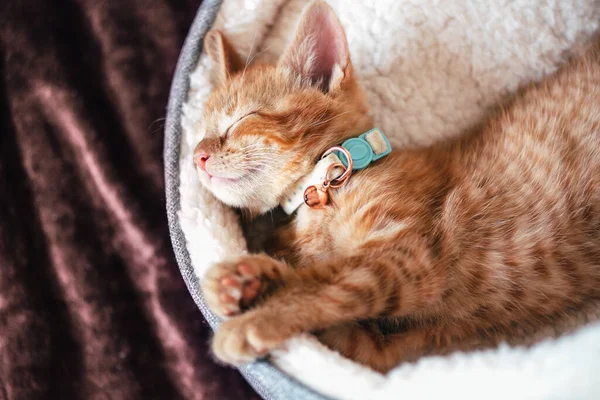 领子里可爱的小姜猫睡在白色柔软的猫床上 — 图库照片