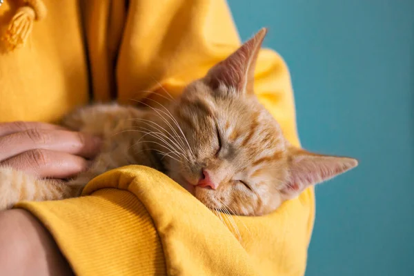 Roztomilé Malé Červené Kotě Leží Pohodlně Rukou Svého Majitele Spí — Stock fotografie