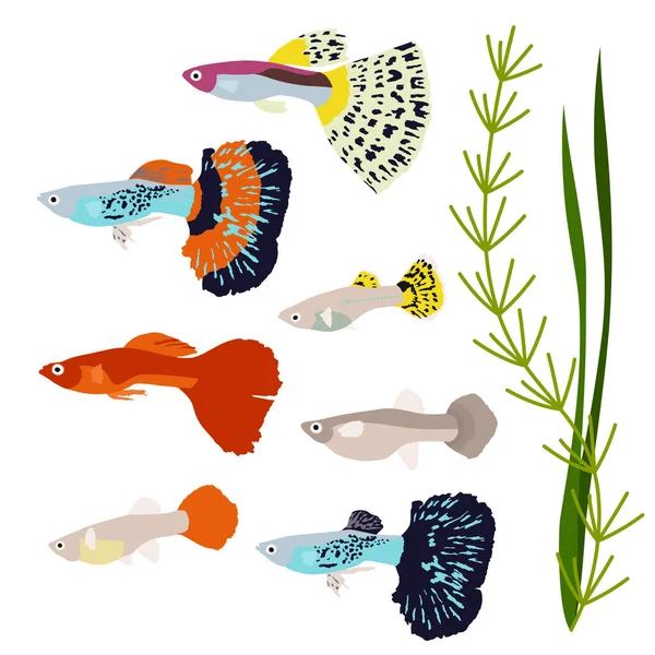 Deniz yosunlu gupi balığı. Vektör guppy. Akvaryum tatlı su balığı seti. Beyazda izole edilmiş