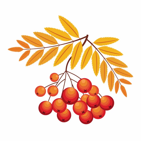 Rowan şube ile beyaz zemin üzerine kırmızı meyveler