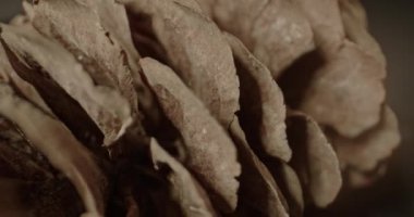 Çam kozalağının sırtlarını kapatın.