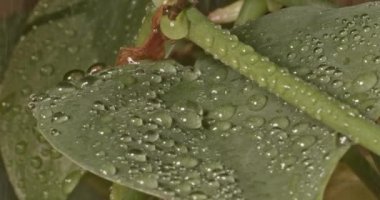 Yeşil bitki yaprağının yüzeyindeki damlacıklarda toplanan suyun kilitlenmesi