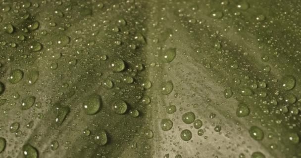 Fecho de fechamento da água que recolhe nas gotas na superfície da folha verde da planta — Vídeo de Stock