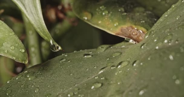 Aus nächster Nähe: Regenwasser tropft und spritzt auf grünes Pflanzenblatt — Stockvideo