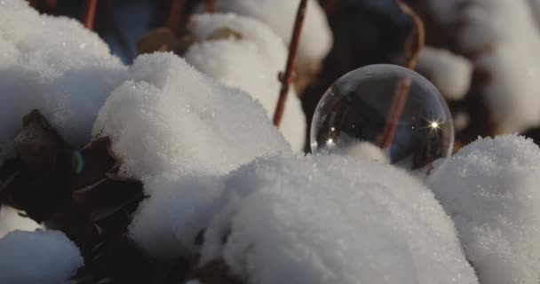 Bubble liggen tussen de sneeuw op planten — Stockvideo