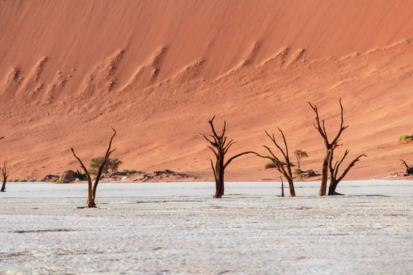 Foto der trockenen Bäume auf dem Kontrastdunas Hintergrund, Namibia. — Stockfoto