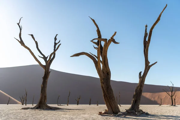 Niezwykła przyroda w Namibii, suche drzewa na pustyni. — Zdjęcie stockowe