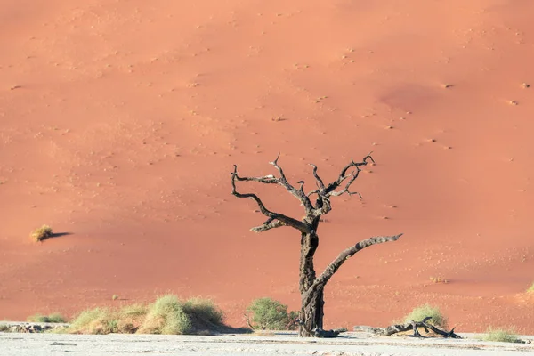Φωτογραφία ενός ξηρού δέντρου στο φόντο των αμμόλοφων, Ναμίμπια. — Φωτογραφία Αρχείου