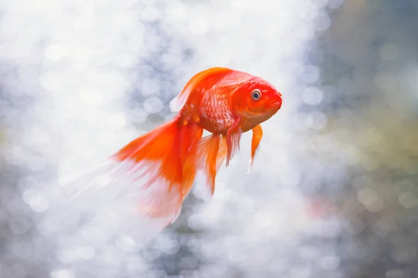 Goldfische schwimmen unter Wasser. Verschiedene bunte Carassius auratus im Aquarium. — Stockfoto