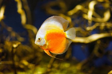 Discus fish on natural biotop in amazon river.